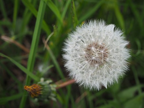 dandelion  topknot  meadow flower