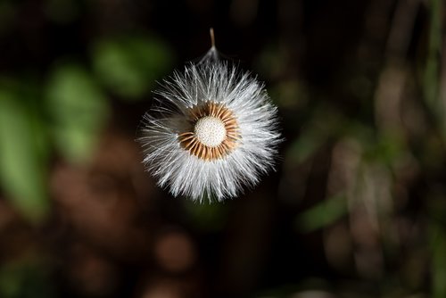 dandelion  flying seeds  seeds