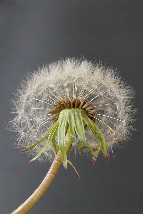 dandelion  seeds  nature
