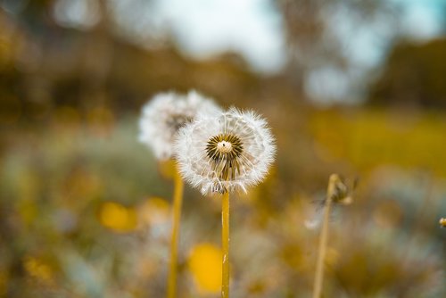 dandelion  macro  flower