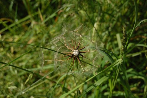 dandelion  flower  nature
