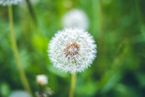 dandelion  flower  macro