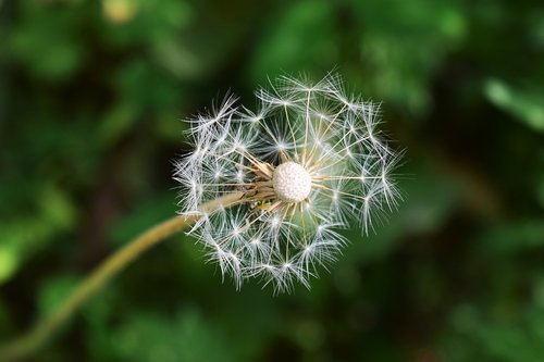 dandelion  flowers  seeds