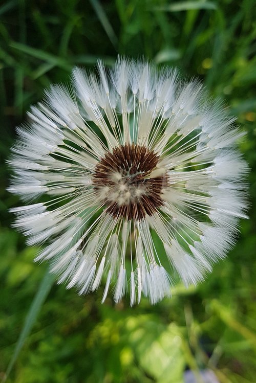 dandelion  seeds  summer