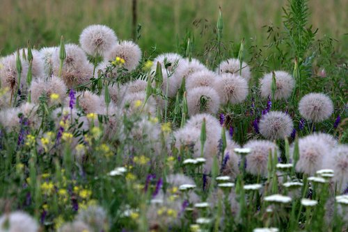 dandelion  plant  down