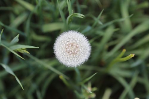 dandelion nature summer