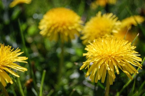 dandelion yellow sonchus oleraceus