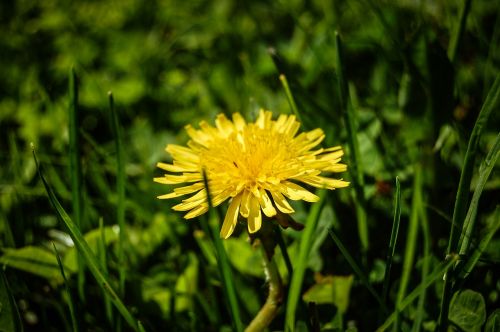 dandelion yellow flower