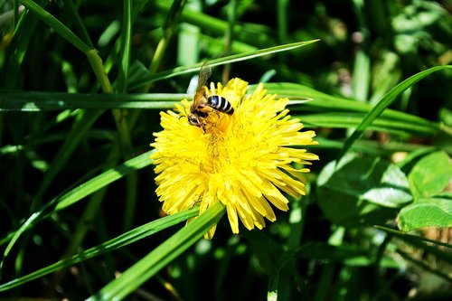 dandelion  yellow  nature