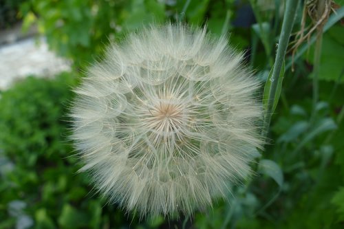 dandelion  filigree  pointed flower