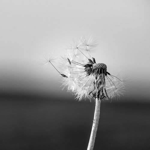dandelion  black and white  flower