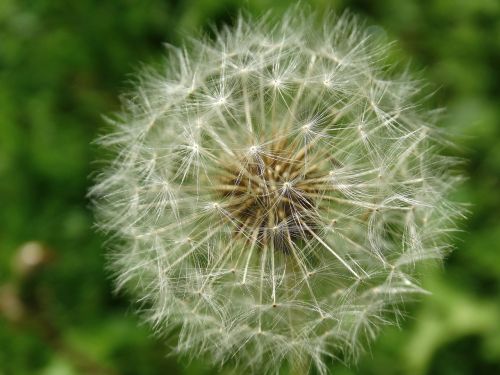 dandelion flowers blossom