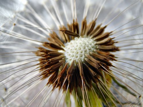 dandelion seeds flower