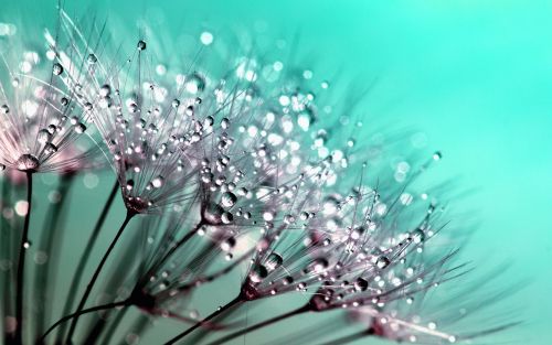 dandelion seeds flower