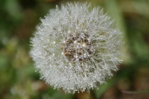 dandelion flower grass