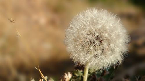 dandelion flower