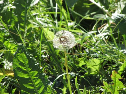 dandelion blossom bloom