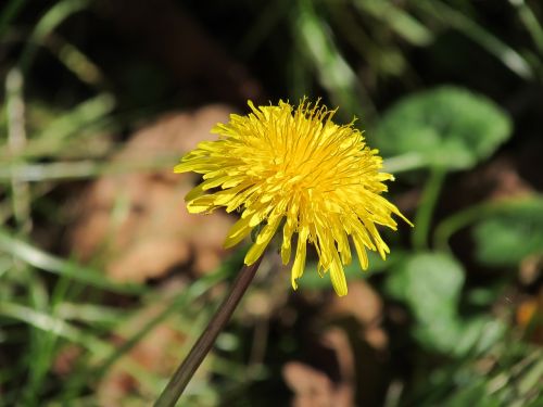 dandelion flower yellow