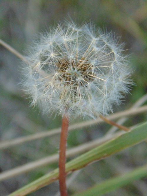 dandelion grass green