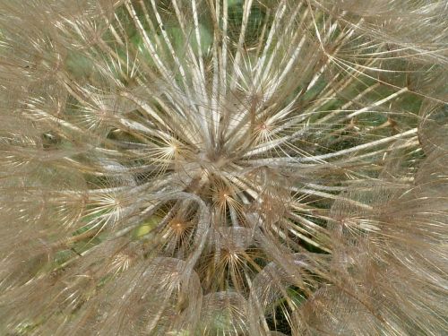 dandelion plants flower