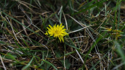 dandelion grass nature