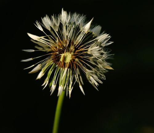 dandelion faded seeds