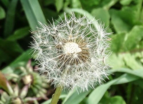 dandelion weak ephemeral