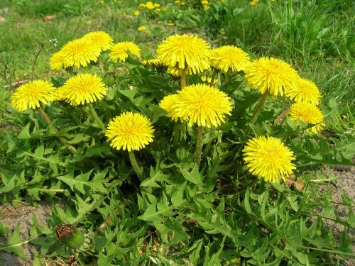 dandelion spring plant