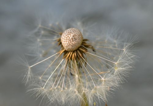 dandelion seeds close