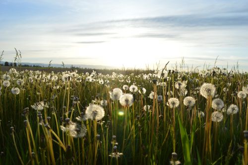 dandelion field summer