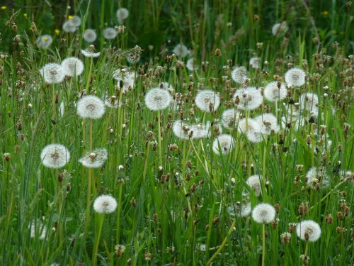 dandelion grass nature