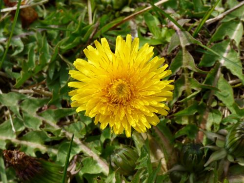 dandelion flowers yellow