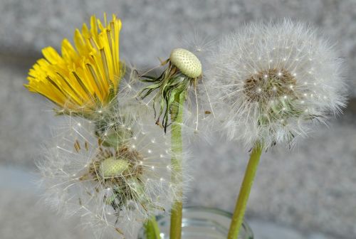 dandelion spring close