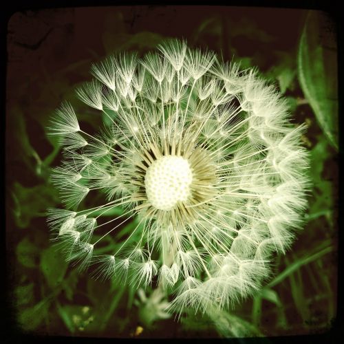 dandelion cramaillot nature