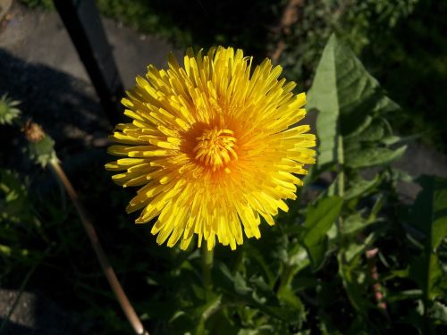 dandelion yellow spring