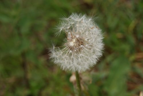 dandelion flower seeds