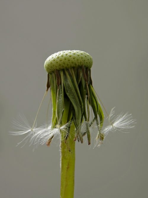 dandelion nature pointed flower