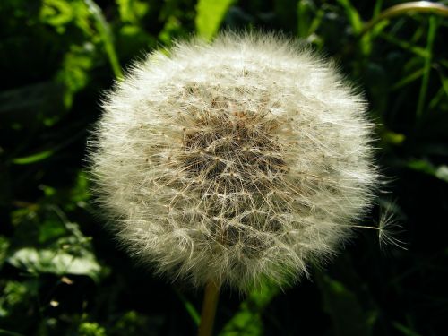 dandelion faded