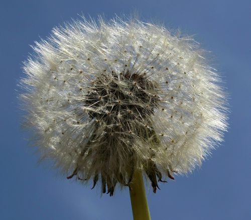 dandelion nature plant
