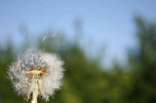 dandelion flowers meadow