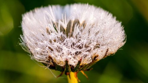 dandelion flower dew