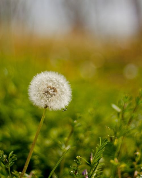 dandelion meadow spring