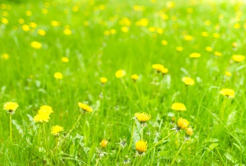 dandelion meadow spring