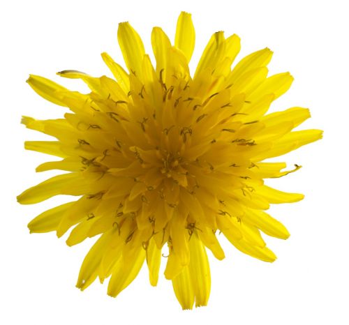 dandelion macro flower