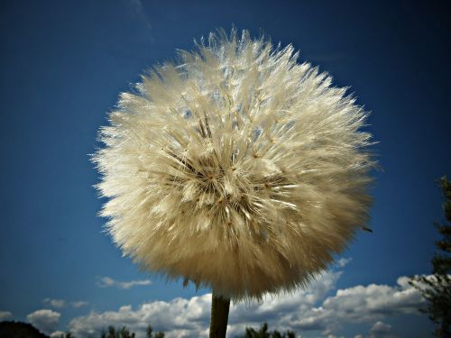 dandelion wild flower mediterranean countryside