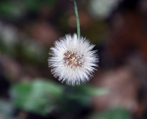 dandelion macro nature