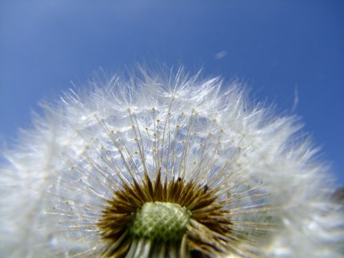 dandelion flower summer