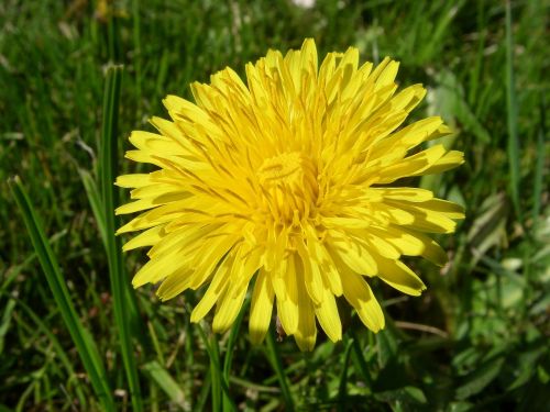 dandelion flower botany