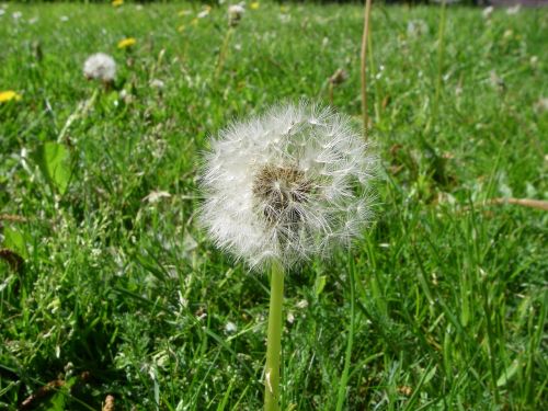 dandelion seeds botany