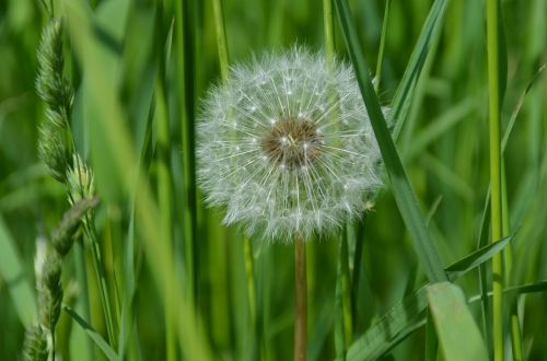 dandelion flower plant